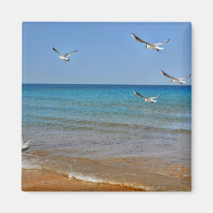 Imán Playa y gaviotas