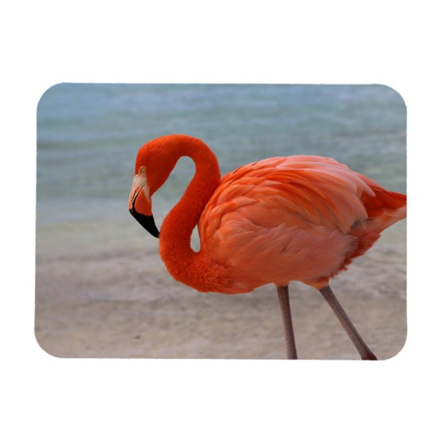 Imán Playas tropicales | Flamingo caribeño, Aruba (Horizontal)