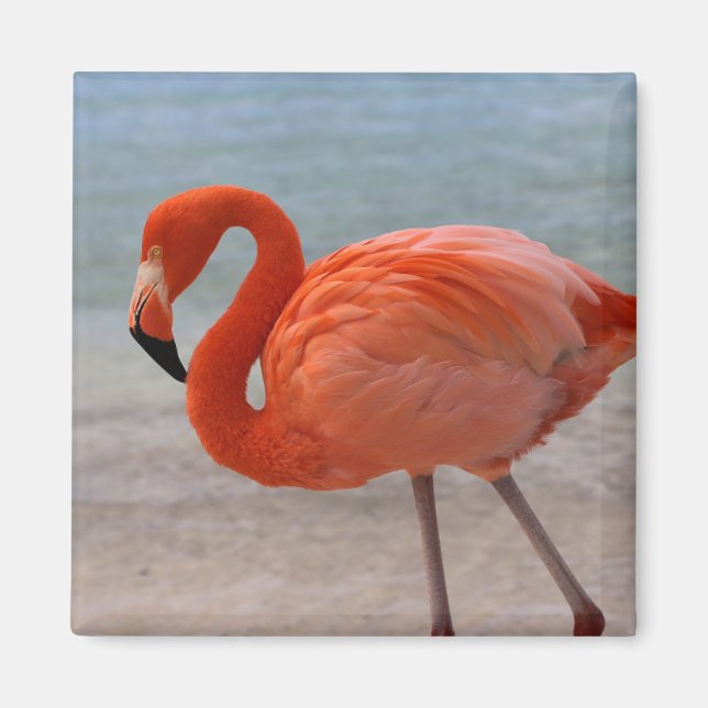 Imán Playas tropicales | Flamingo caribeño, Aruba (Frente)