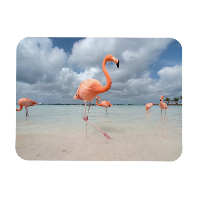 Imán Playas tropicales | Playa Flamingos, Aruba (Horizontal)