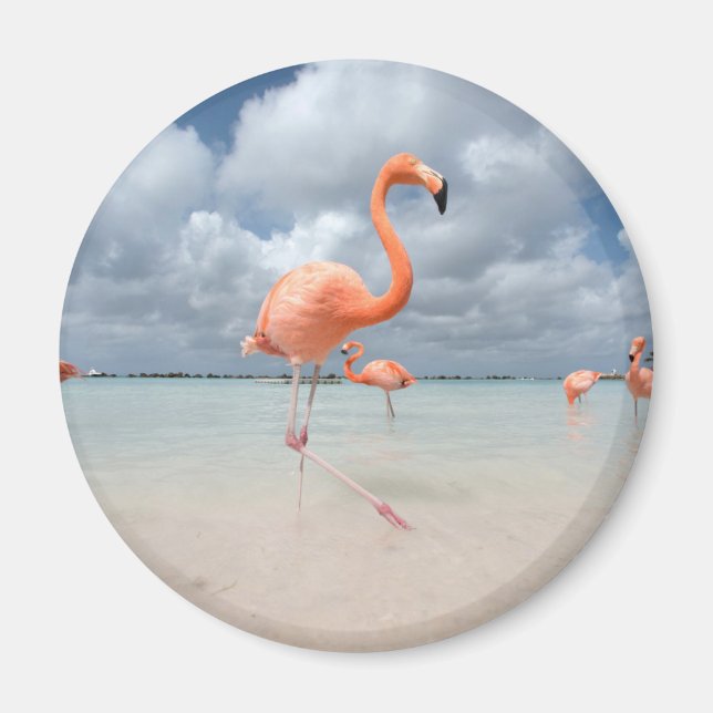 Imán Playas tropicales | Playa Flamingos, Aruba (Frente)