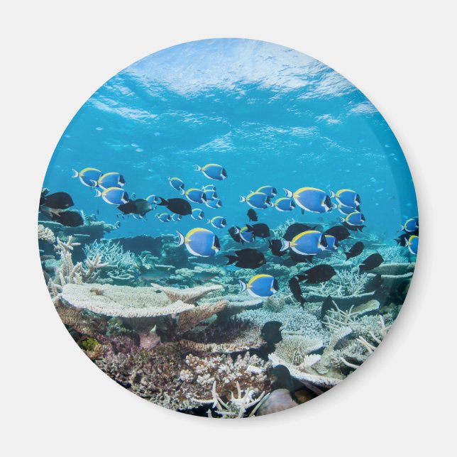 Imán Playas tropicales | Sturgeon Entre Coral (Frente)