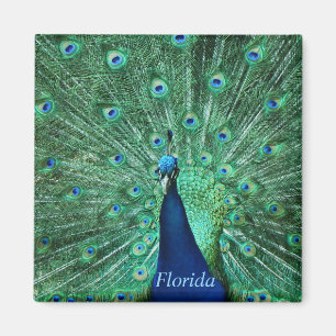 Imán Plaza de imanes de Florida Peacock