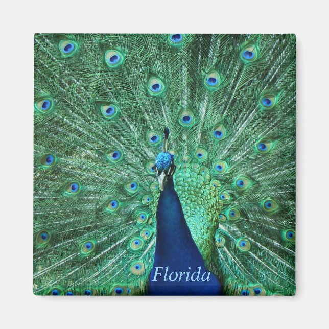 Imán Plaza de imanes de Florida Peacock (Frente)