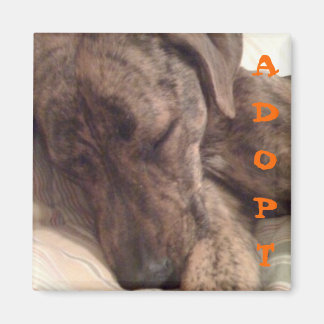 Imán Plott Hound Magnet