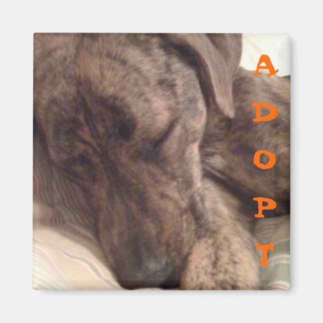 Imán Plott Hound Magnet (Frente)