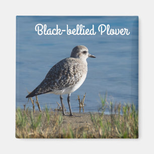 Imán Plover