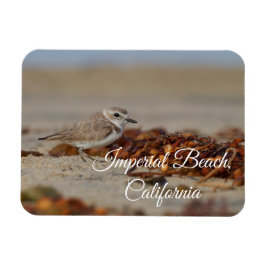 Imán Plover and Seaweed Imperial Beach, California