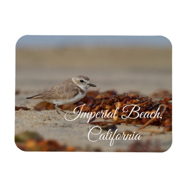 Imán Plover and Seaweed Imperial Beach, California (Horizontal)