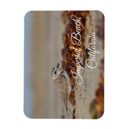 Imán Plover and Seaweed Imperial Beach, California