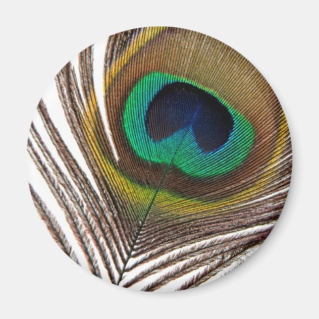 Imán Pluma de pavo real (Frente)