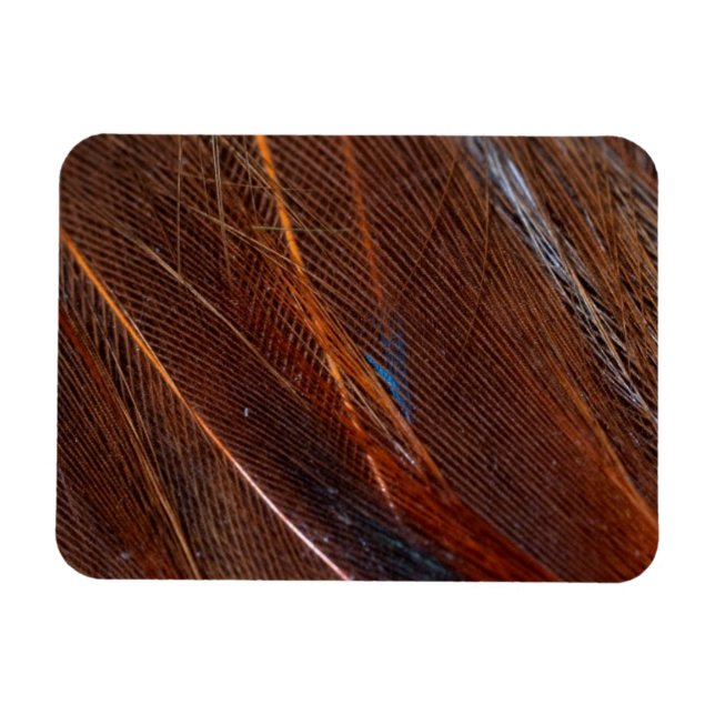 Imán Pluma de pavo real colorida en detalle (Horizontal)