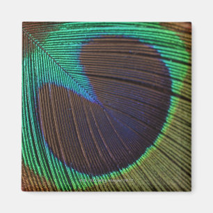 Imán Pluma del pavo real