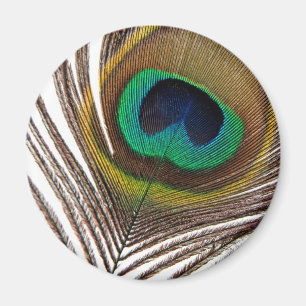 Imán Pluma del pavo real