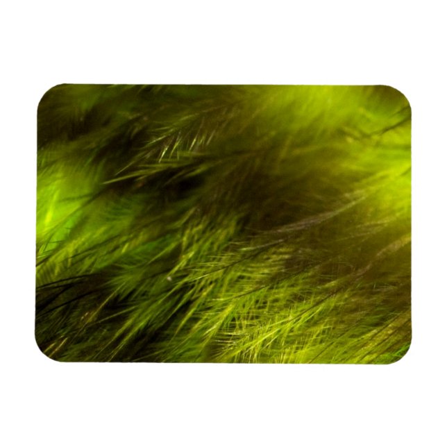 Imán Plumas amarillas (Horizontal)