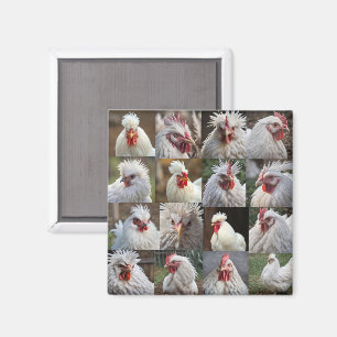 Imán "Plumas en Foco: Un Retrato de una Gallina Blanca"