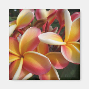 Imán plumeria