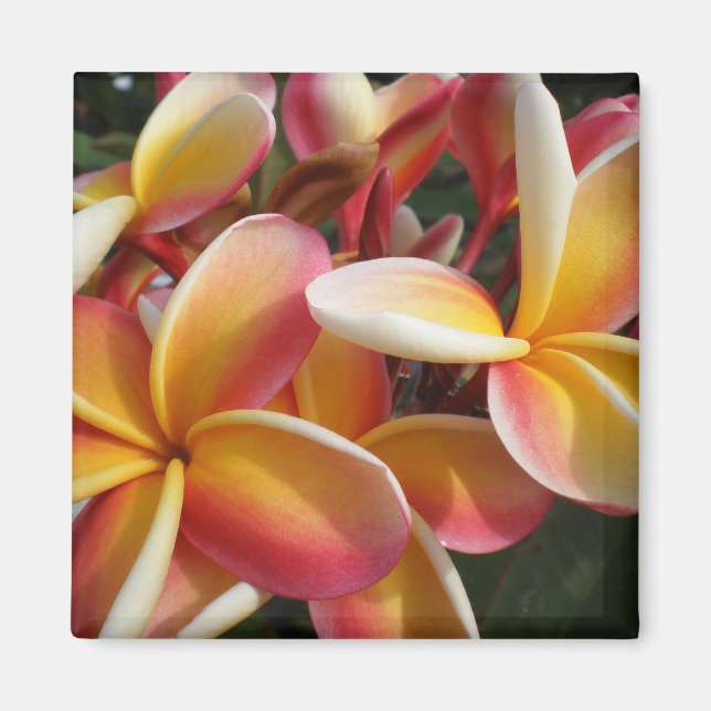 Imán plumeria (Frente)