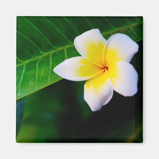 Imán Plumeria (Frente)