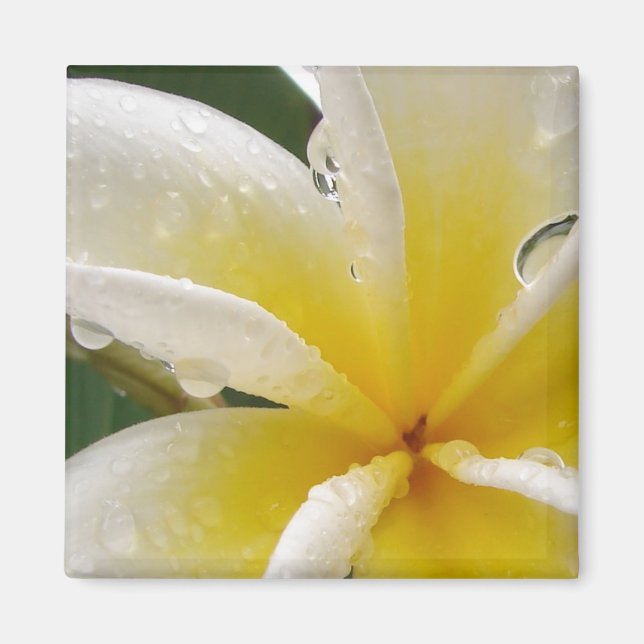 Imán Plumeria amarilla (Frente)