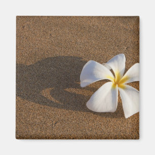 Imán Plumeria en playa de arena, Maui, Hawái, EE. UU.