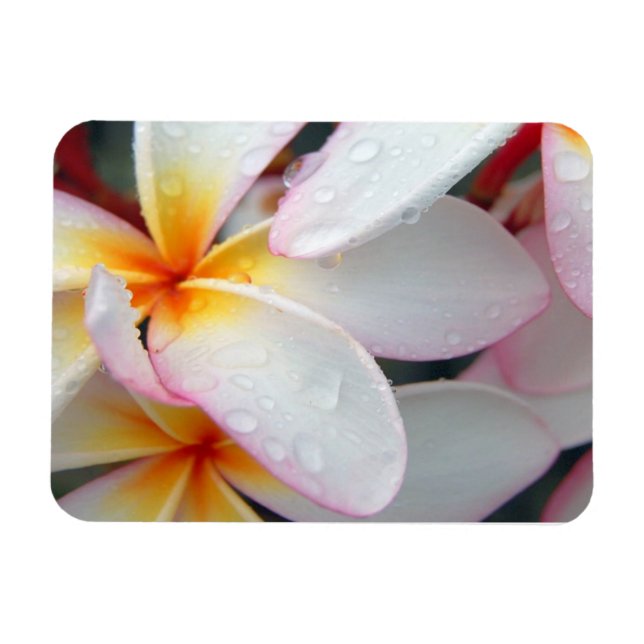 Imán Plumeria Flowers Magnet (Horizontal)