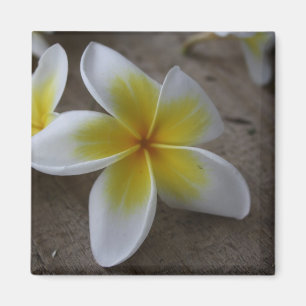 Imán Plumeria - fotografía floral de frangipani