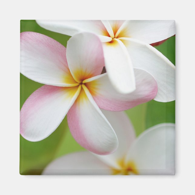 Imán Plumeria Frangipani Hawaii Flor en blanco personal (Frente)