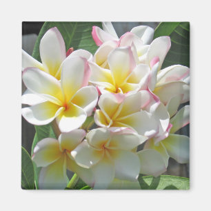 Imán Plumeria Magnet
