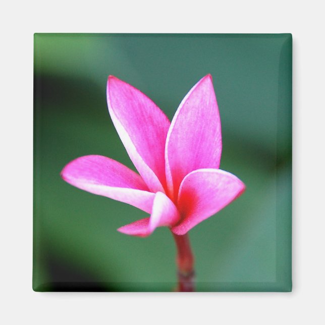 Imán Plumeria Magnet (Frente)