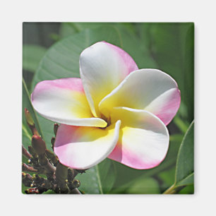 Imán Plumeria Magnet