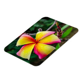 Imán Plumeria rubra