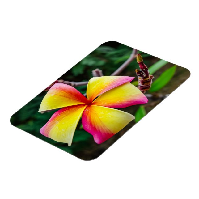 Imán Plumeria rubra (Lado Izquierdo)