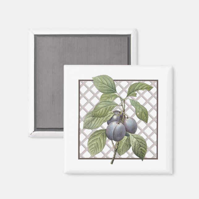 IMÁN PLUMS (Anverso/Reverso)