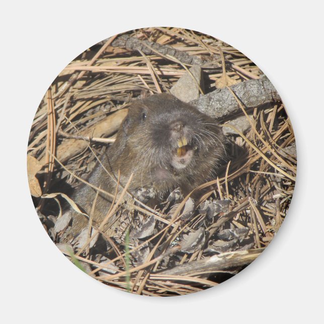 Imán Pocket Gopher (Frente)
