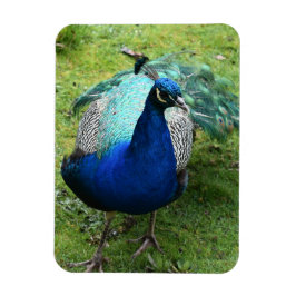 Imán Poder del Pavo Real Regio