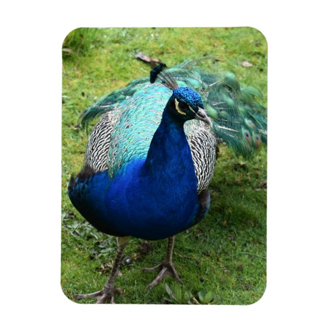 Imán Poder del Pavo Real Regio (Vertical)