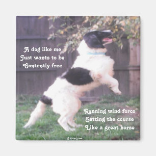 Imán Poema De Magnet Dog Horse De Ladee Basset