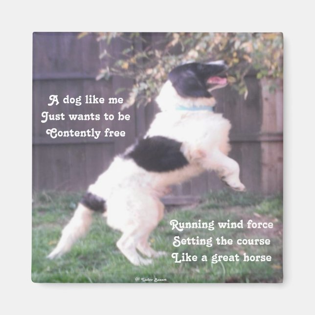 Imán Poema De Magnet Dog Horse De Ladee Basset (Frente)