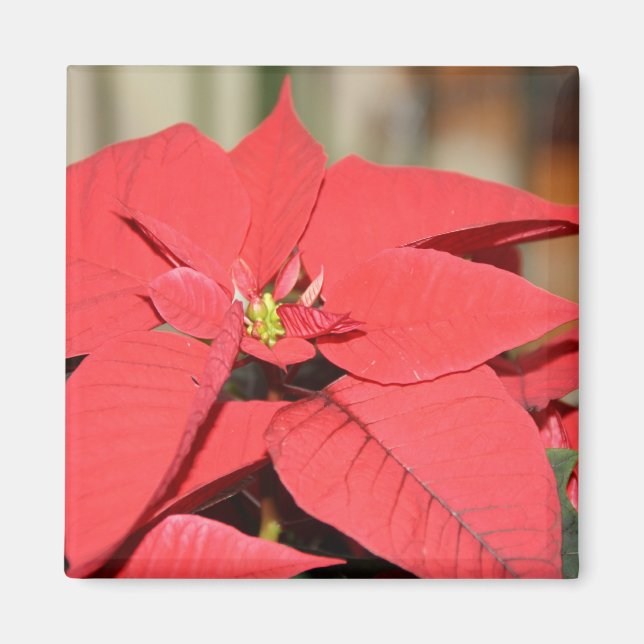 Imán Poinsettia (Frente)