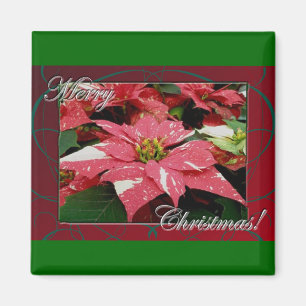 Imán Poinsettia Merry Christmas Magnet