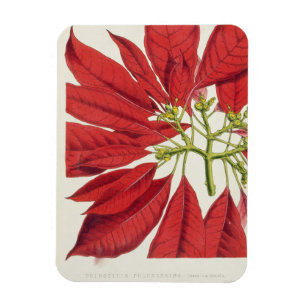 Imán Poinsettia Pulcherrima (litho del color)