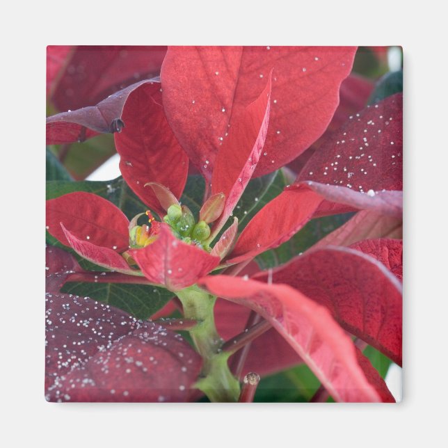 Imán Poinsettia roja - (Frente)
