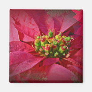 Imán Poinsettia Roja - Navidades