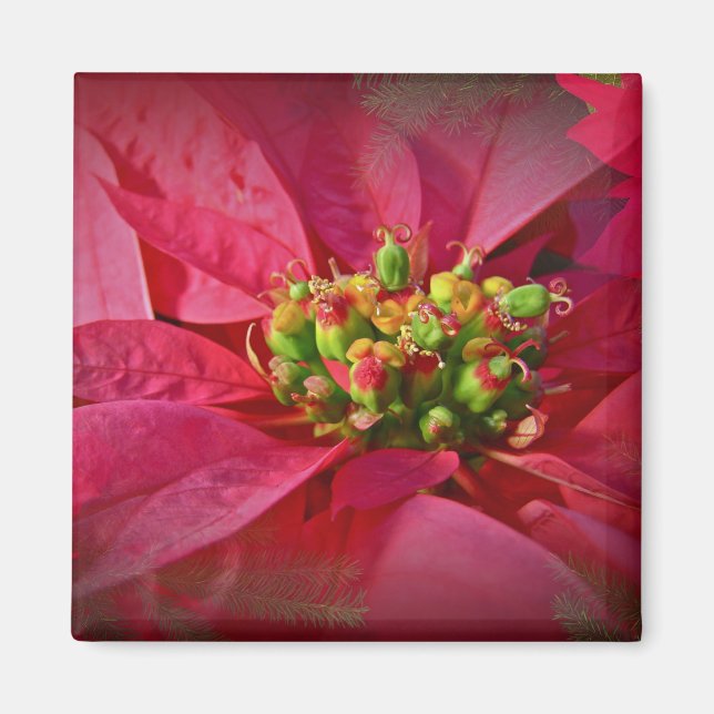 Imán Poinsettia Roja - Navidades (Frente)