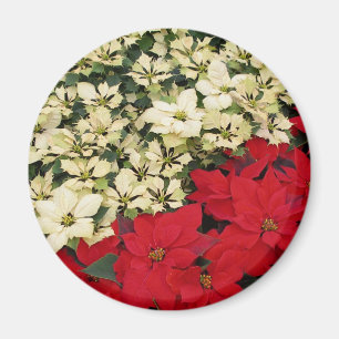 Imán Poinsettias blancas y rojas con flores