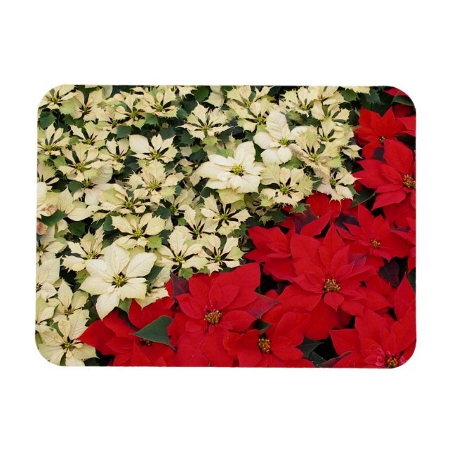 Imán Poinsettias blancas y rojas con flores (Horizontal)