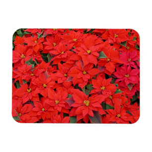 Imán Poinsettias rojas Navidad la foto floral navideña