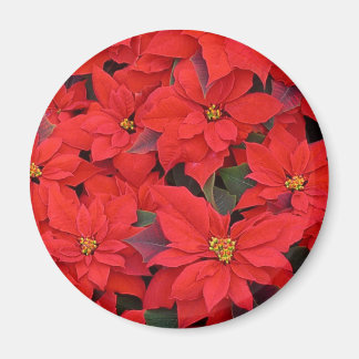 Imán Poinsettias rojas Navidad la foto floral navideña