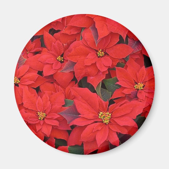 Imán Poinsettias rojas Navidad la foto floral navideña (Frente)